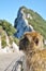 Barbary ape at Gibraltar\\\'s Upper Rock.