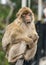 Barbary Ape Sitting on Fence