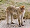Barbary Ape standing on concrete