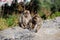 Barbary Apes, Gibraltar.