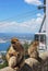 Barbary Apes, Gibraltar.
