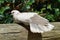 Barbary dove