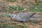 barbary dove bird