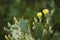 Barbary fig cactus with flowers in Pottuvil, Sri Lanka