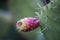 Barbary fig fruits