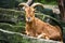 Barbary goat portrait close up, Wien Schoenbrunn zoo, Austria