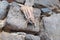 Barbary ground quirrel on stone wall