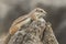 Barbary ground squirrel (atlantoxerus getulus)