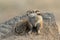 Barbary ground squirrel, Atlantoxerus getulus