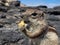 Barbary ground squirrel, atlantoxerus getulus, invasive species scavenging for food amongst rocks, Costa Calma, Fuerteventura