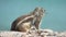 Barbary ground squirrel looking at the sea