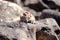 Barbary ground squirrel on a rock on Fuerteventura, Spain