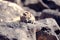 Barbary ground squirrel on a rock on Fuerteventura, Spain