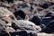 Barbary ground squirrel on a rock on Fuerteventura, Spain