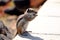 Barbary ground squirrel on a rock on Fuerteventura, Spain