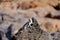 Barbary ground squirrel on a rock on Fuerteventura, Spain