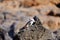 Barbary ground squirrel on a rock on Fuerteventura, Spain