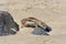 Barbary Ground Squirrel runs across a hot sandy beach