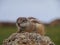 Barbary ground squirrel on the Spanish island Fuerteventura