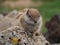 Barbary ground squirrel on the Spanish island Fuerteventura