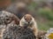 Barbary ground squirrel on the Spanish island Fuerteventura