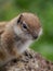 Barbary ground squirrel on the Spanish island Fuerteventura