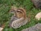 Barbary ground squirrel on the Spanish island Fuerteventura