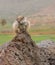 Barbary ground squirrel on the Spanish island Fuerteventura