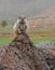 Barbary ground squirrel on the Spanish island Fuerteventura