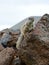 Barbary ground squirrel on the Spanish island Fuerteventura