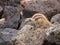 Barbary ground squirrel on the Spanish island Fuerteventura