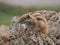 Barbary ground squirrel on the Spanish island Fuerteventura