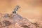 Barbary ground squirrell (Atlantoxerus getulus) in observation post on the rocks