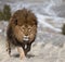 Barbary Lion on windswept hill