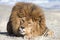 Barbary Lion on windswept hill