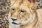 Barbary lioness portrait - Panthera leo leo