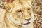 Barbary lioness portrait - Panthera leo leo