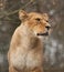 Barbary lioness portriat