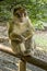 Barbary Macacque in enclosure at Affenberg, near Salem. Baby macaque