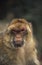 Barbary Macaque