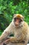 The Barbary macaque