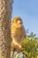 Barbary macaque