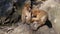 Barbary macaque