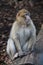 Barbary Macaque