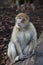 Barbary Macaque