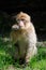 Barbary Macaque