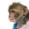 Barbary Macaque against white background