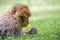 Barbary Macaque, also known as a Barbary Ape