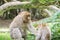 Barbary Macaque, also known as a Barbary Ape