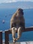 Barbary macaque apes in Gibraltar view of Spain